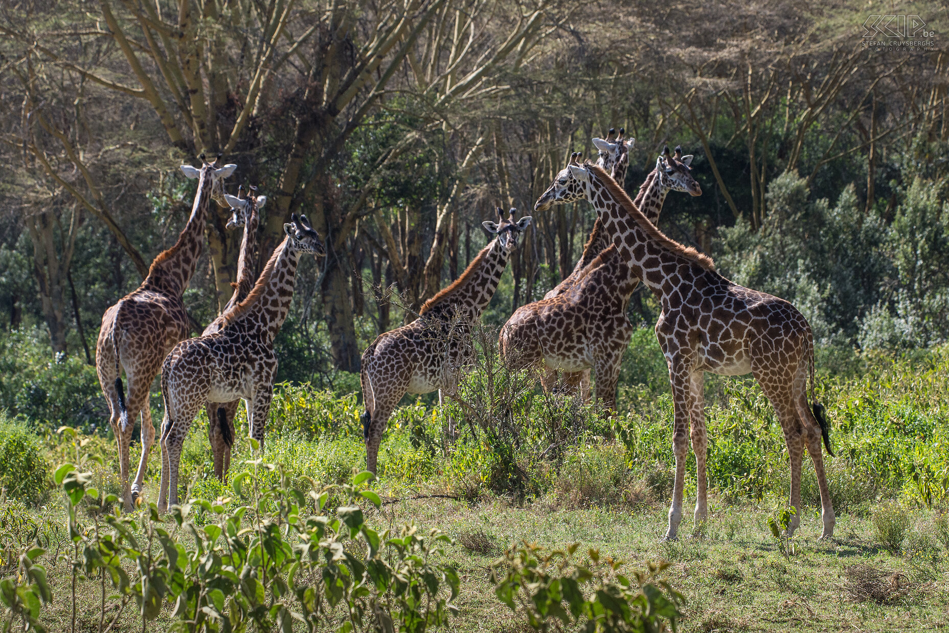 Naivasha - Crater Lake - Giraffes At a certain moment we were in the middle of a group of 25 giraffes which was an exciting moment. Stefan Cruysberghs